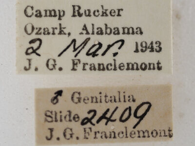 label view of adult Orthonama obstipata