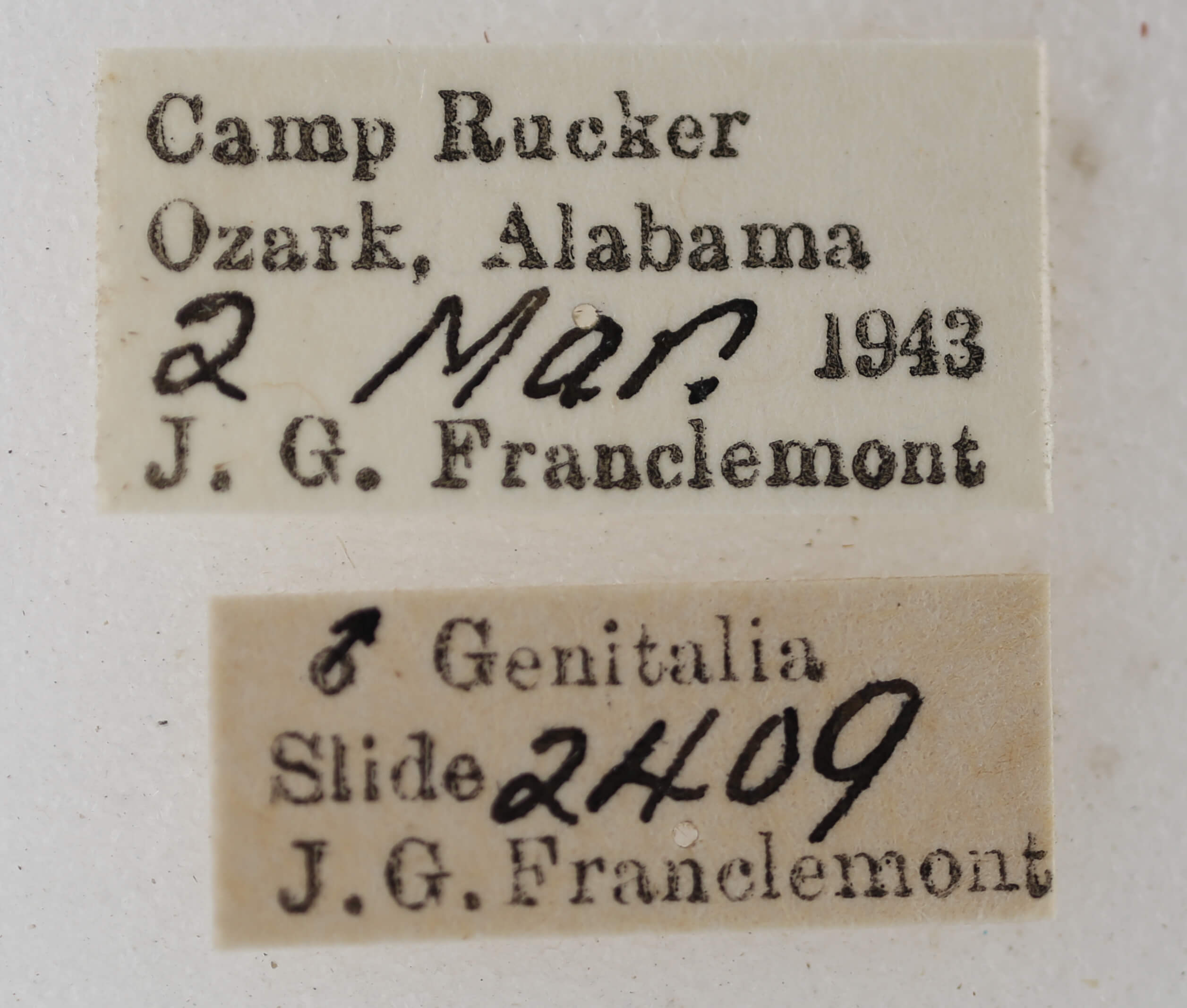 label view of adult Orthonama obstipata