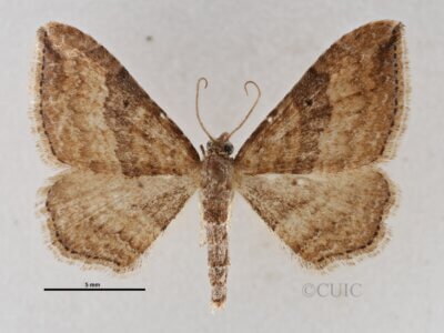 dorsal view of adult Orthonama obstipata