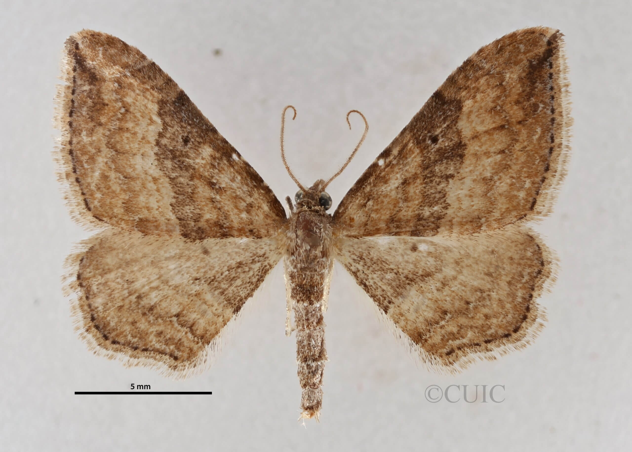 dorsal view of adult Orthonama obstipata