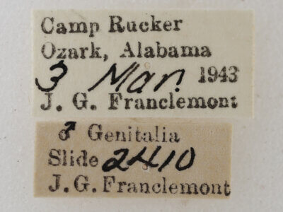 label view of adult Orthonama obstipata