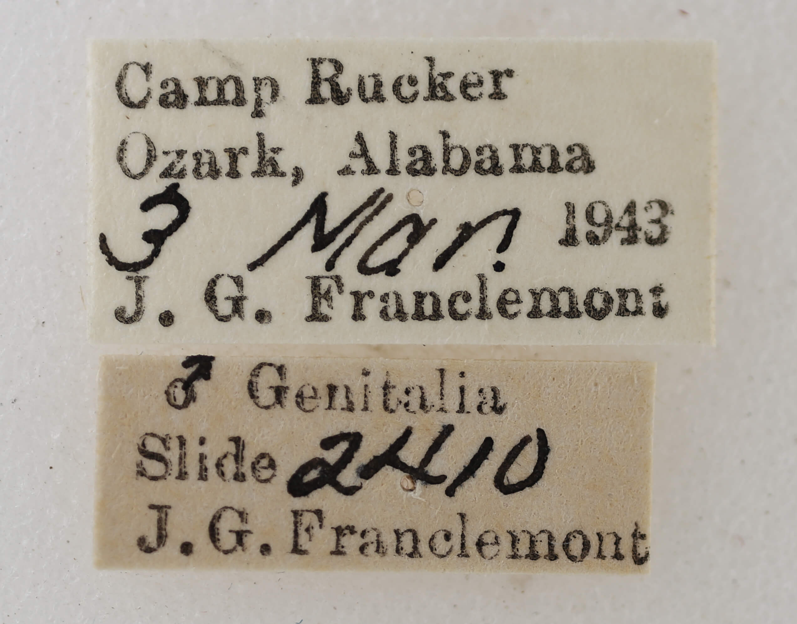 label view of adult Orthonama obstipata