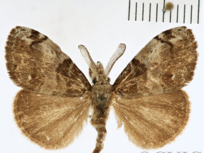 dorsal view of adult Orgyia leucostigma
