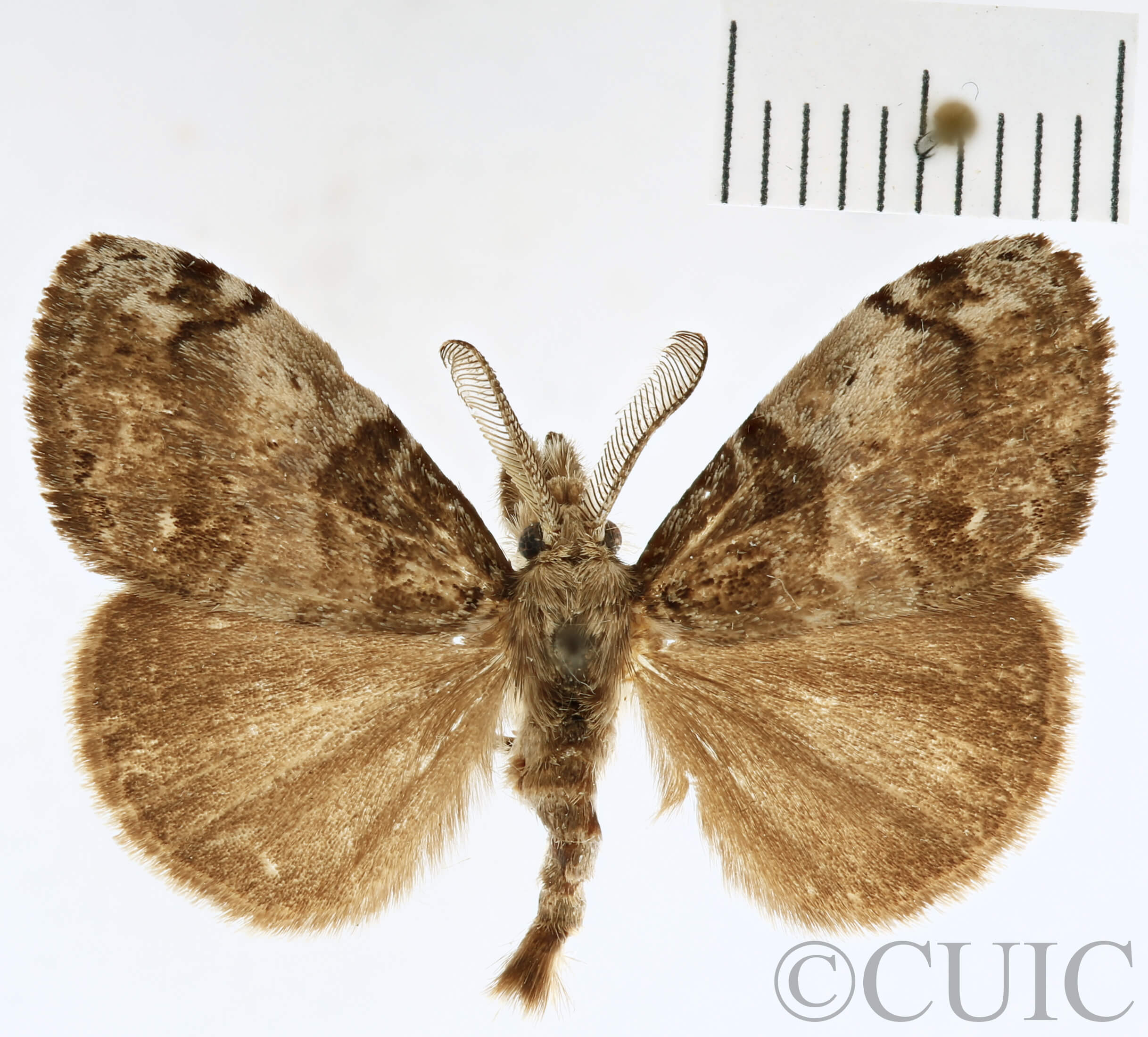 dorsal view of adult Orgyia leucostigma
