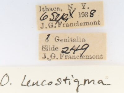 label view of adult Orgyia leucostigma