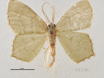 dorsal view of adult Chloropteryx tepperaria