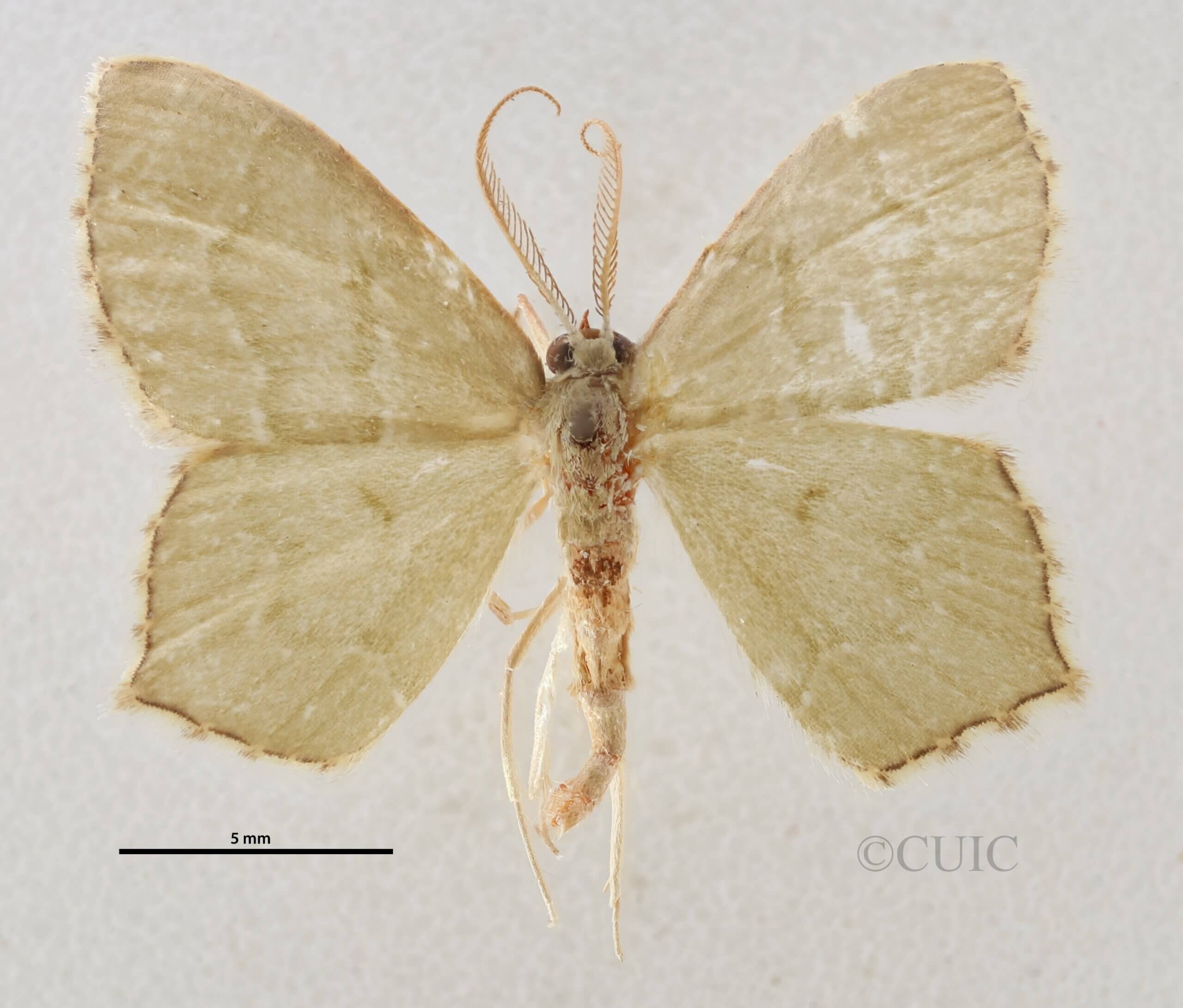 dorsal view of adult Chloropteryx tepperaria