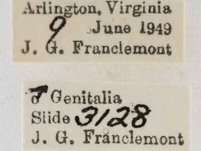 label view of adult Chloropteryx tepperaria