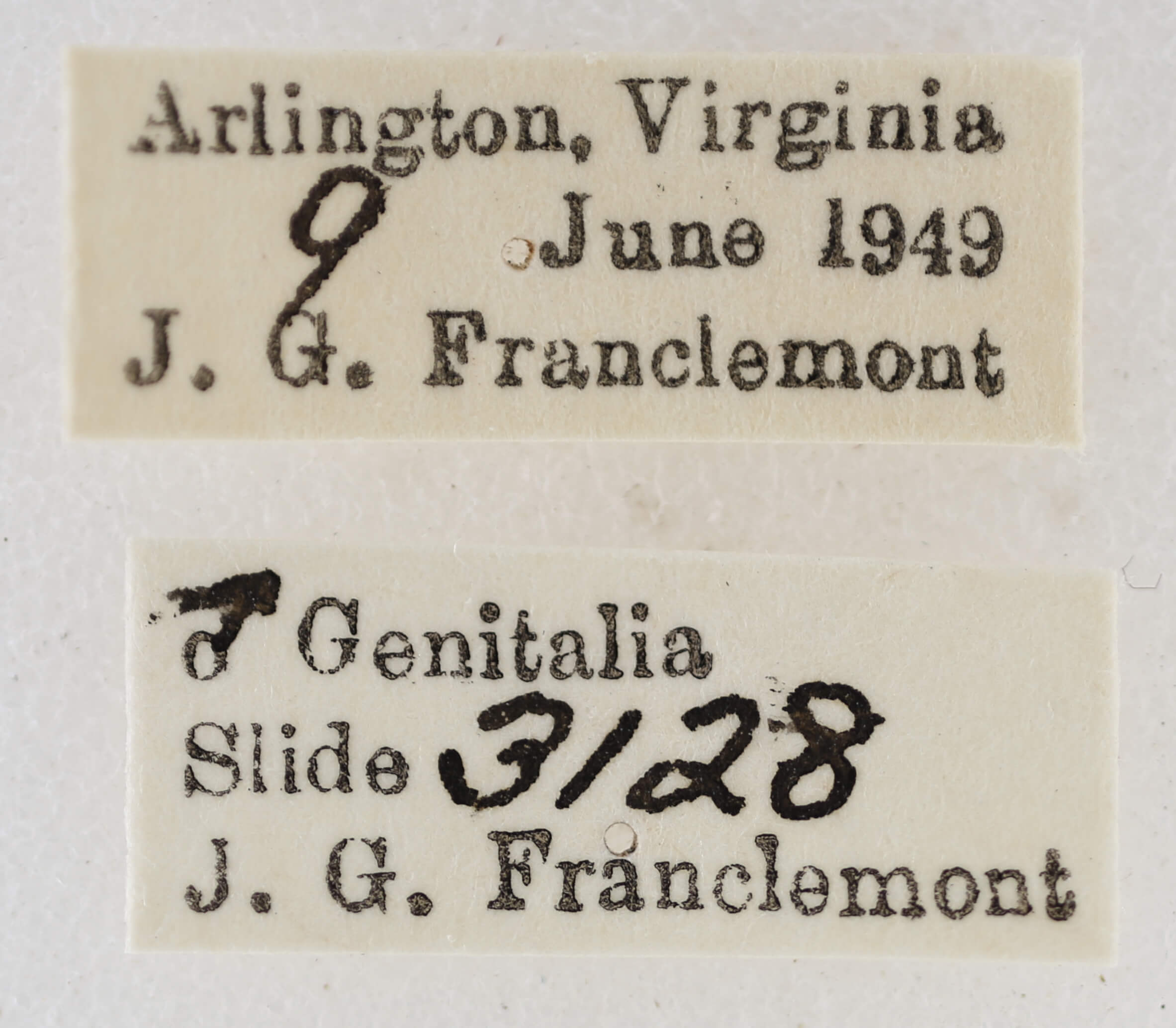 label view of adult Chloropteryx tepperaria