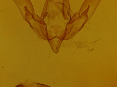 genitalia view of adult Agrotis venerabilis