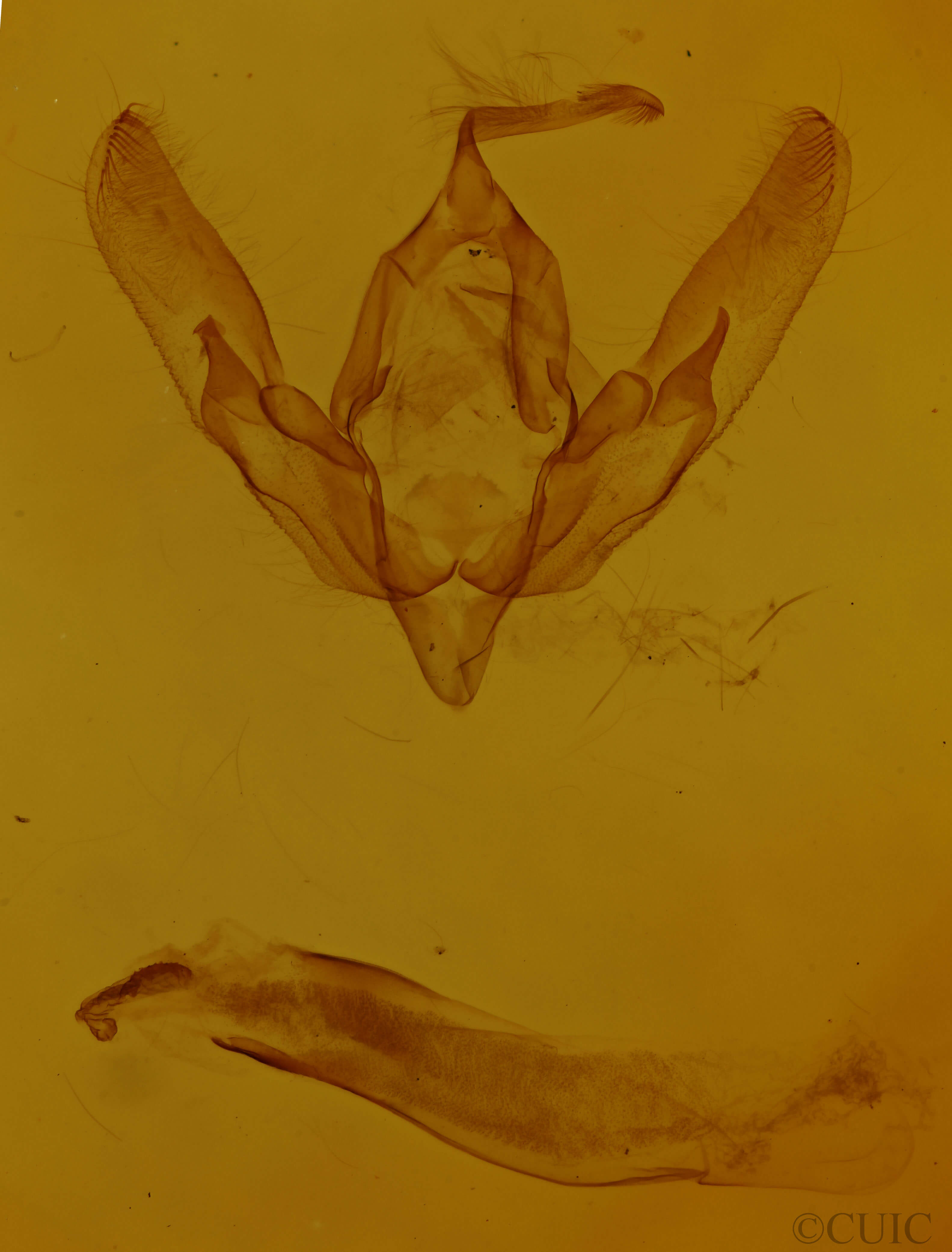 genitalia view of adult Agrotis venerabilis