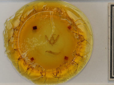 slide view of adult Agrotis venerabilis