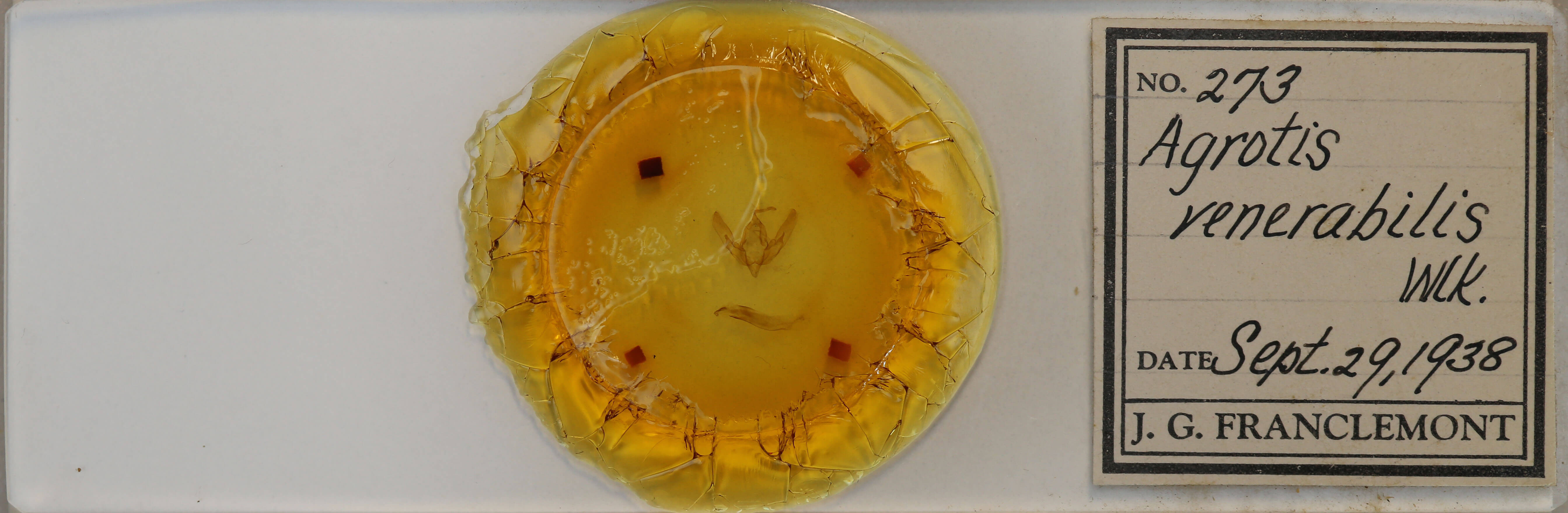 slide view of adult Agrotis venerabilis