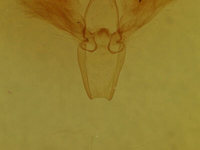 genitalia view of adult Alabama argillacea