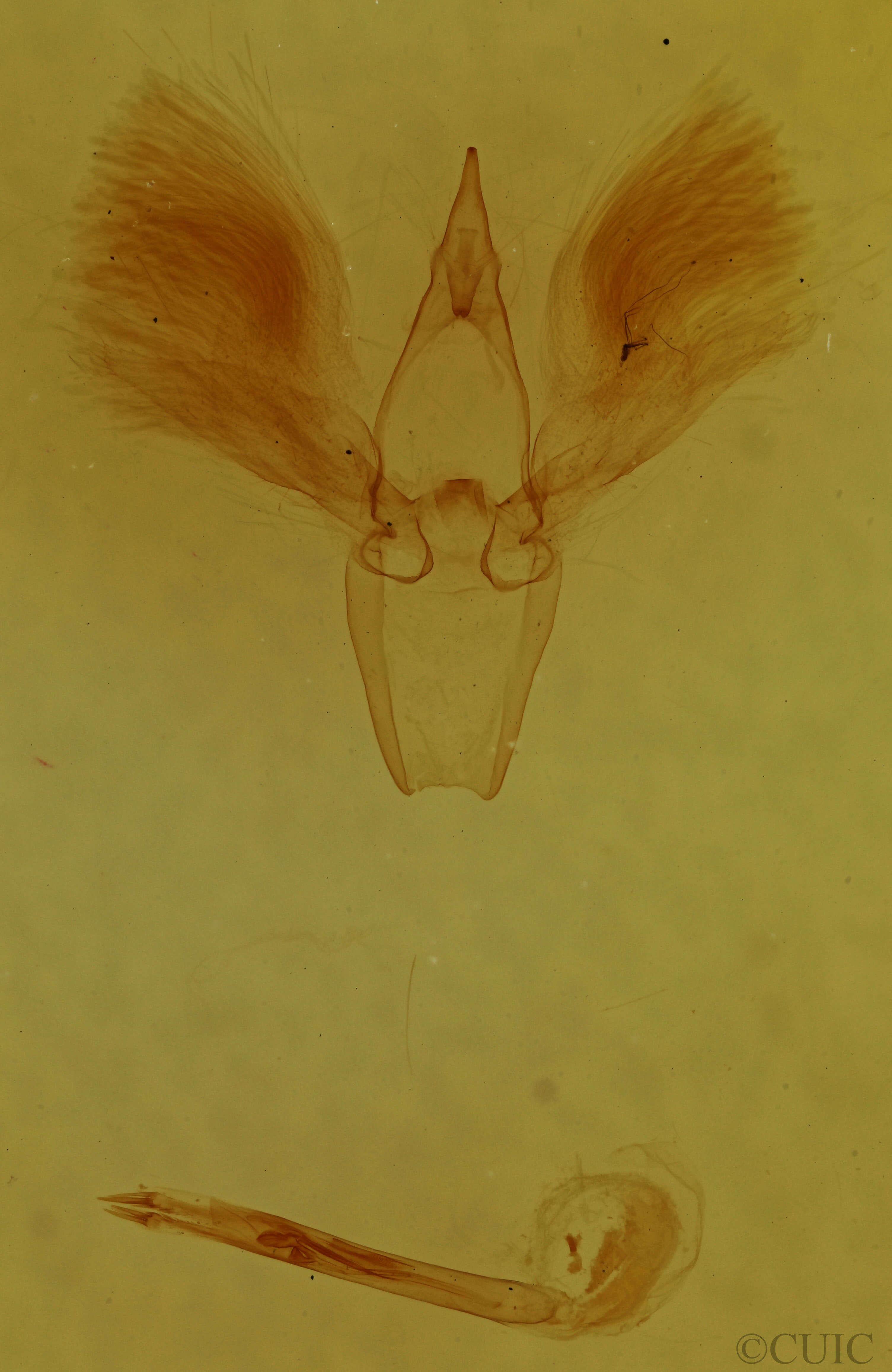 genitalia view of adult Alabama argillacea
