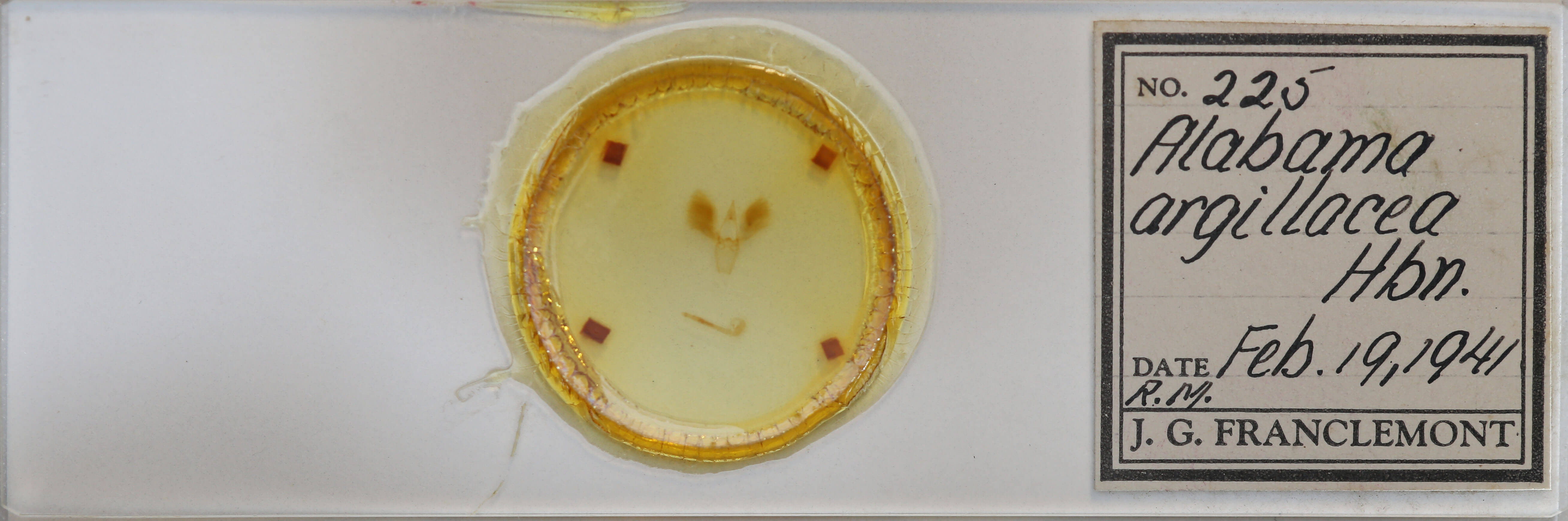 slide view of adult Alabama argillacea