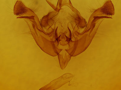 genitalia view of adult Amphipoea americana