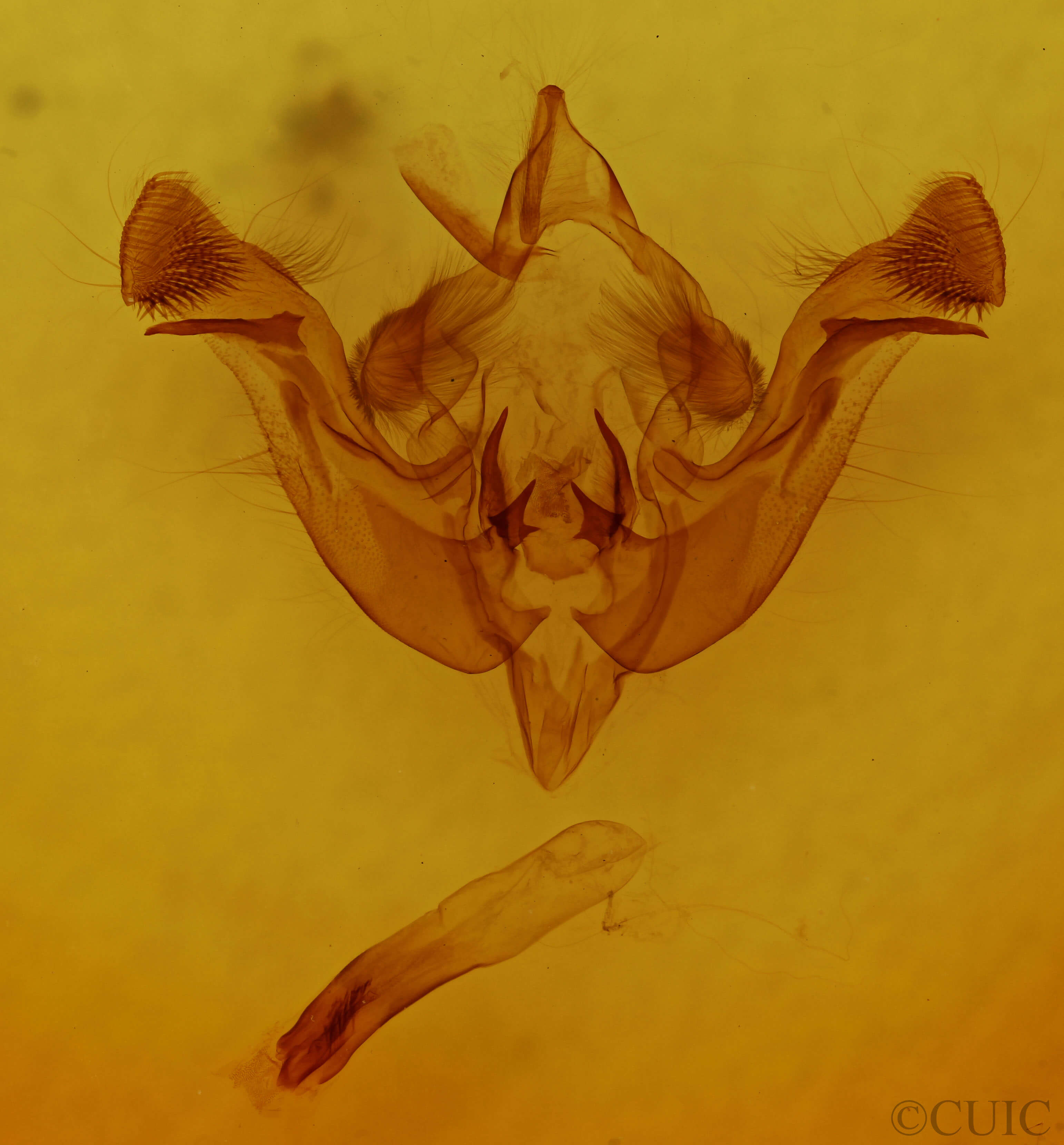 genitalia view of adult Amphipoea americana