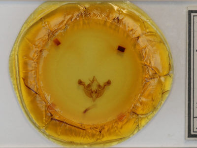 slide view of adult Amphipoea americana