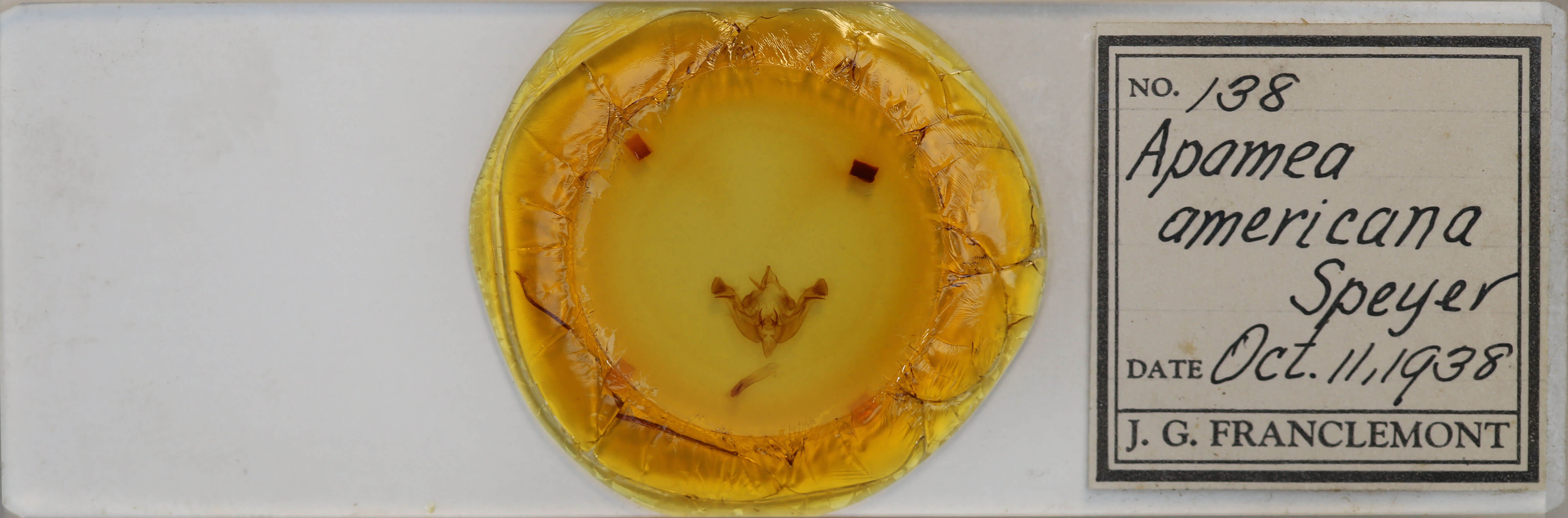 slide view of adult Amphipoea americana