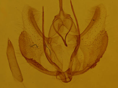 genitalia view of adult Plagodis pulveraria occiduaria