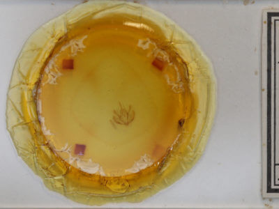 slide view of adult Plagodis pulveraria occiduaria