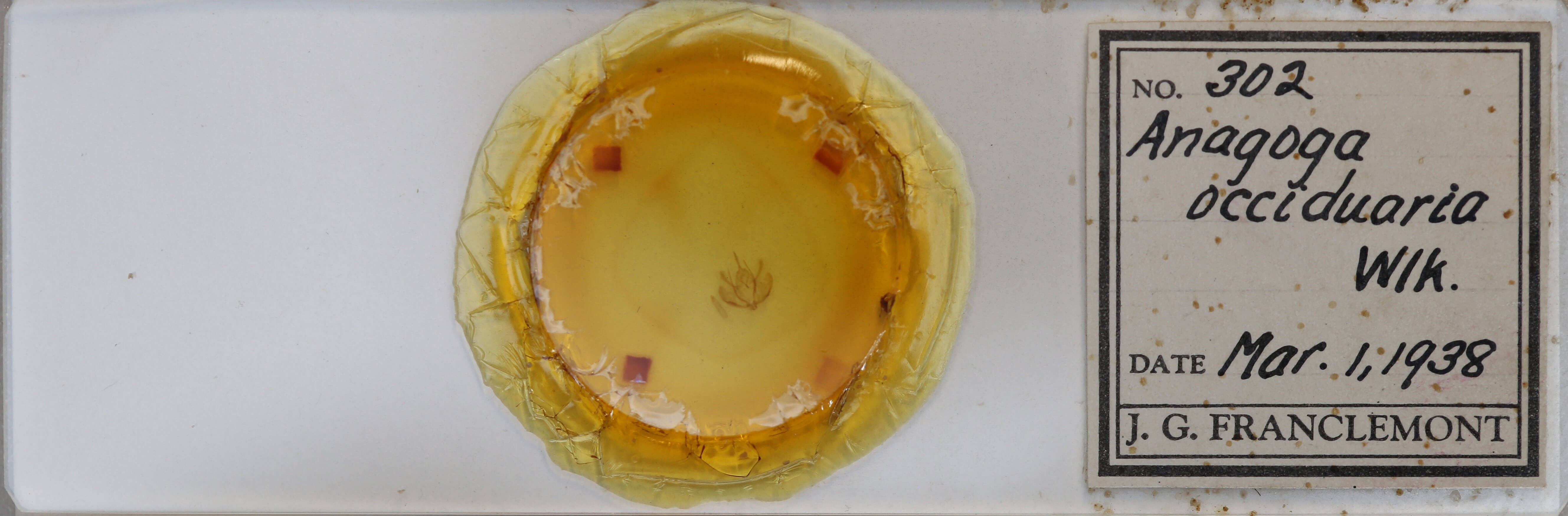 slide view of adult Plagodis pulveraria occiduaria