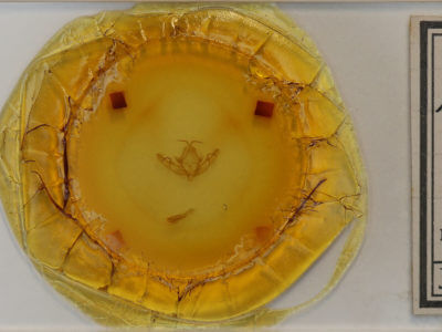 slide view of adult Anathix puta