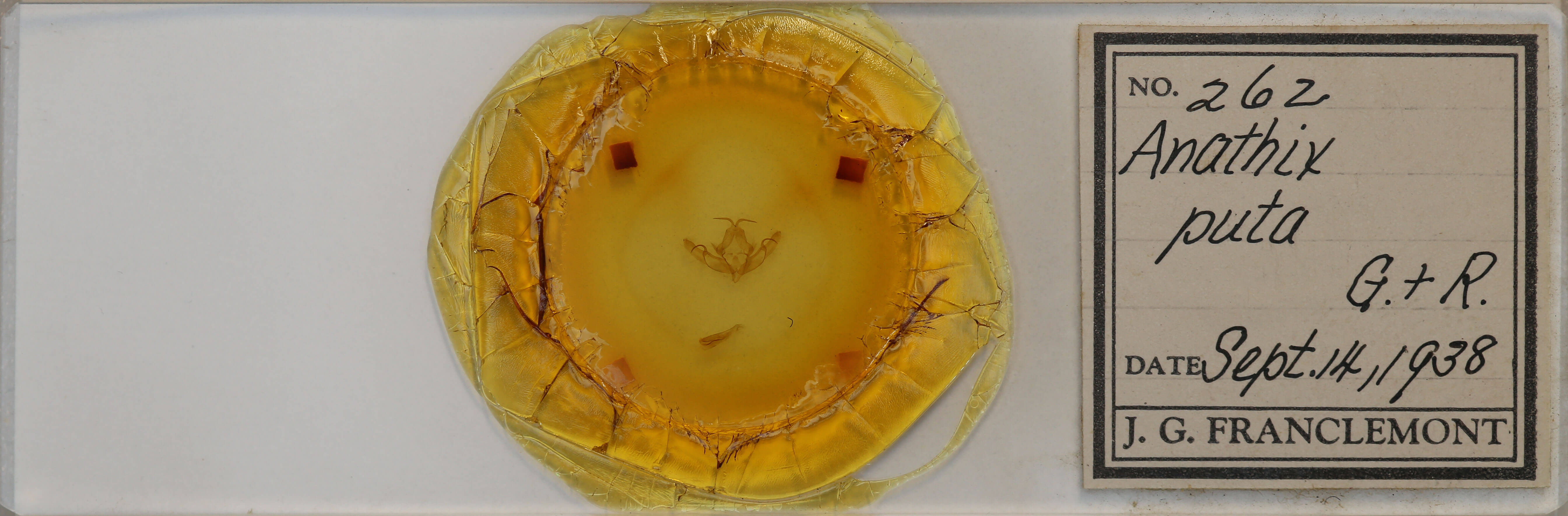 slide view of adult Anathix puta