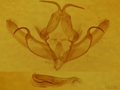 genitalia view of adult Anathix puta