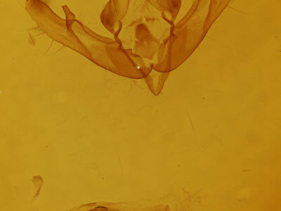 genitalia view of adult Anathix ralla