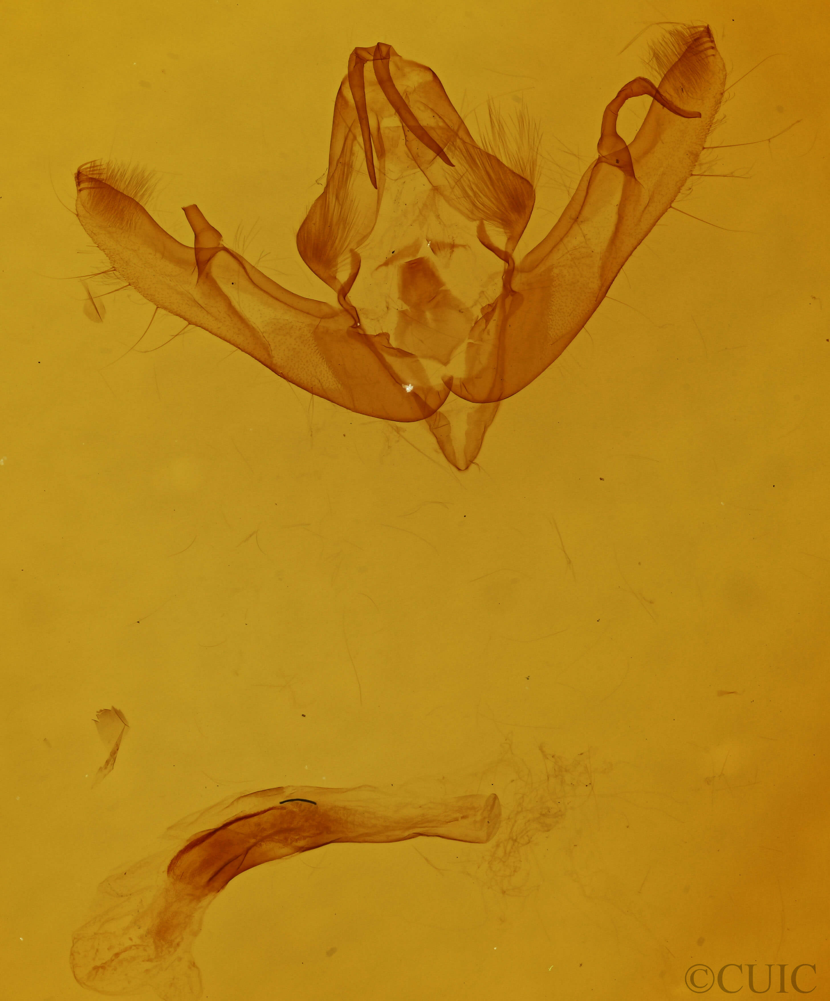 genitalia view of adult Anathix ralla