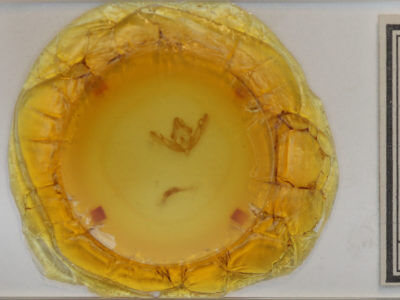 slide view of adult Anathix ralla