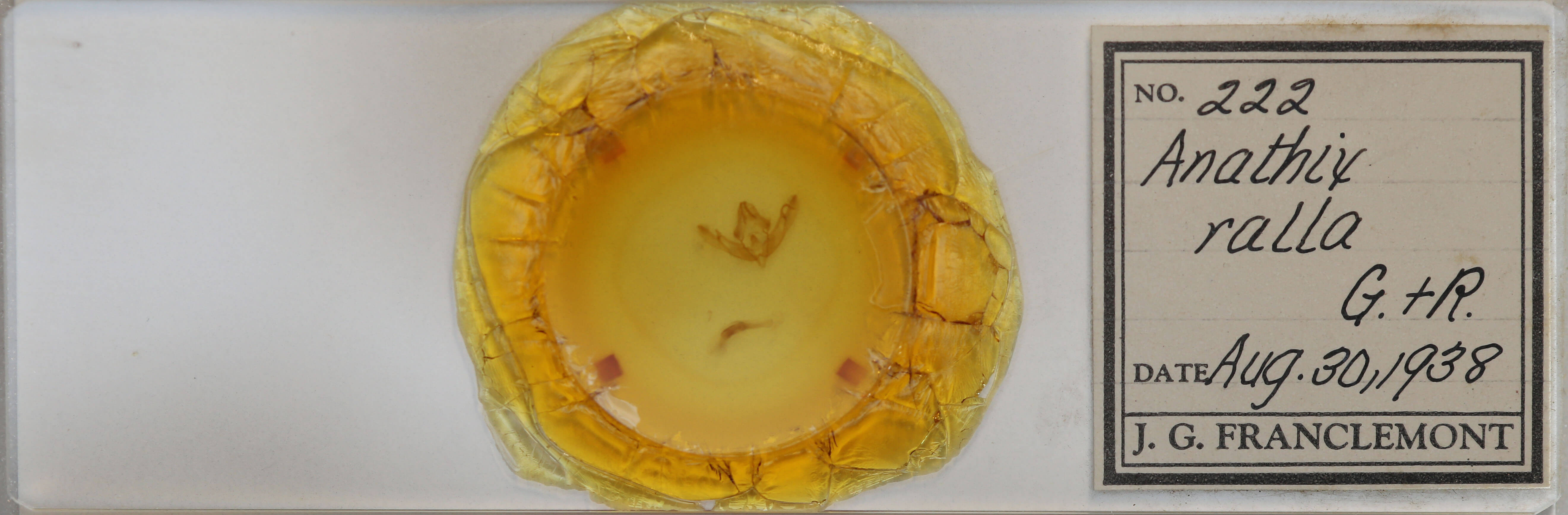 slide view of adult Anathix ralla