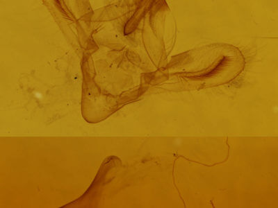 genitalia view of adult Anticarsia gemmatalis