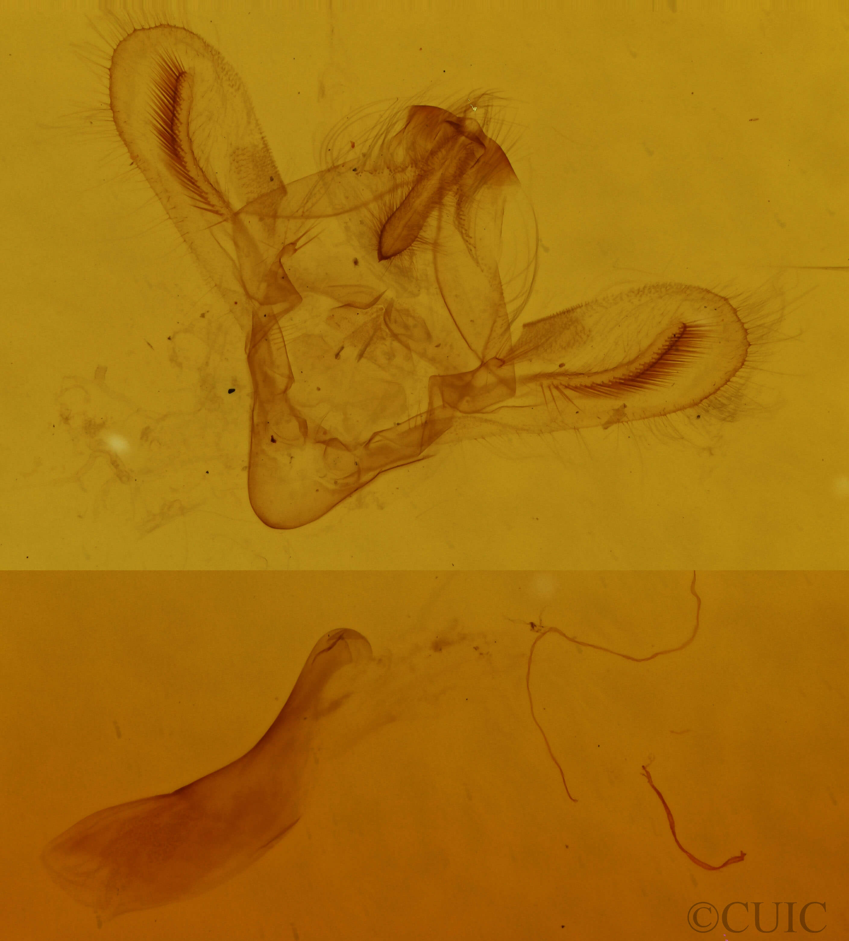 genitalia view of adult Anticarsia gemmatalis