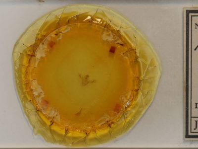 slide view of adult Anticarsia gemmatalis