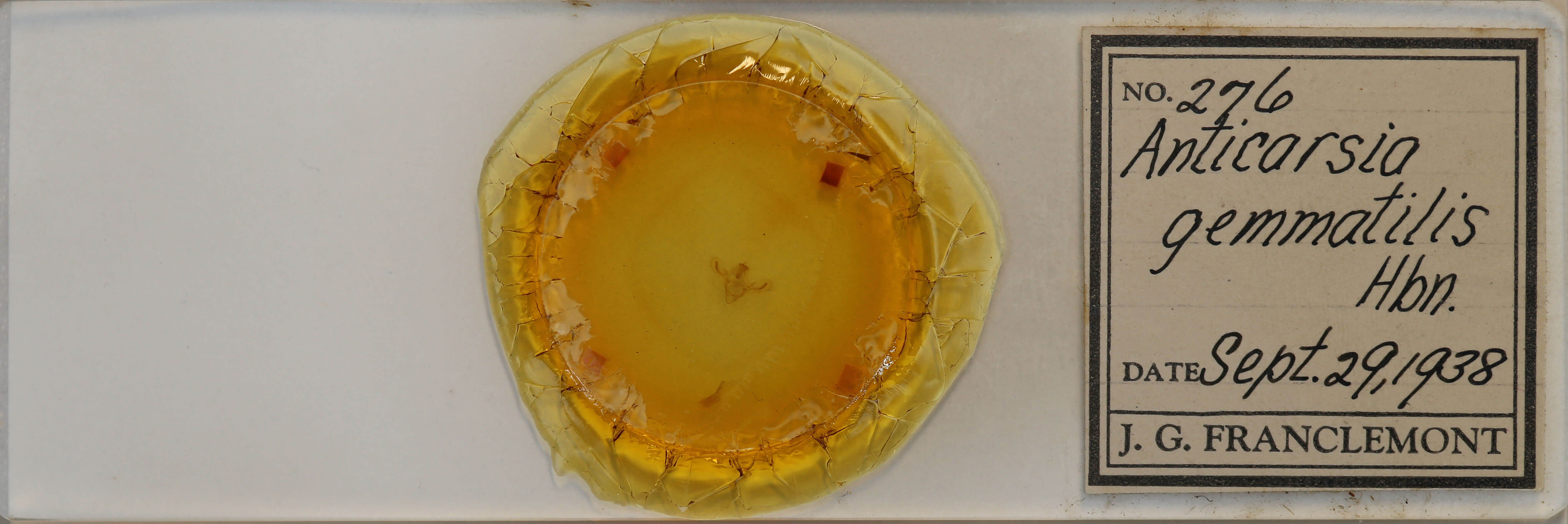 slide view of adult Anticarsia gemmatalis