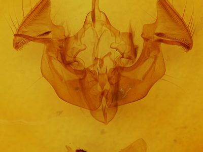 genitalia view of adult Apamea dubitans