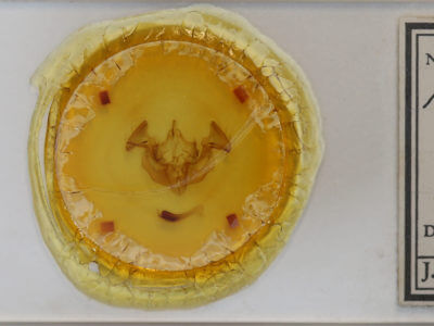 slide view of adult Apamea dubitans