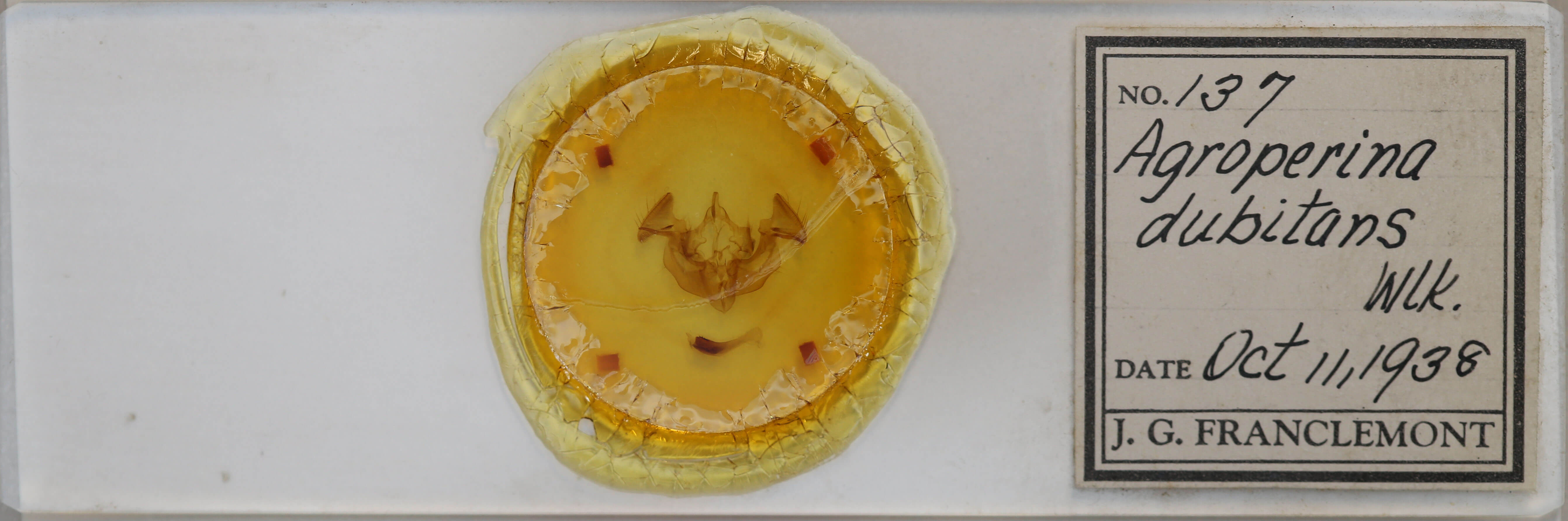 slide view of adult Apamea dubitans