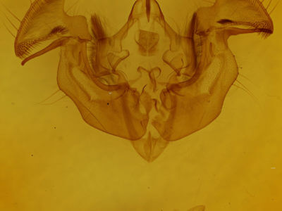 genitalia view of adult Apamea dubitans