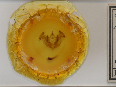 slide view of adult Apamea dubitans