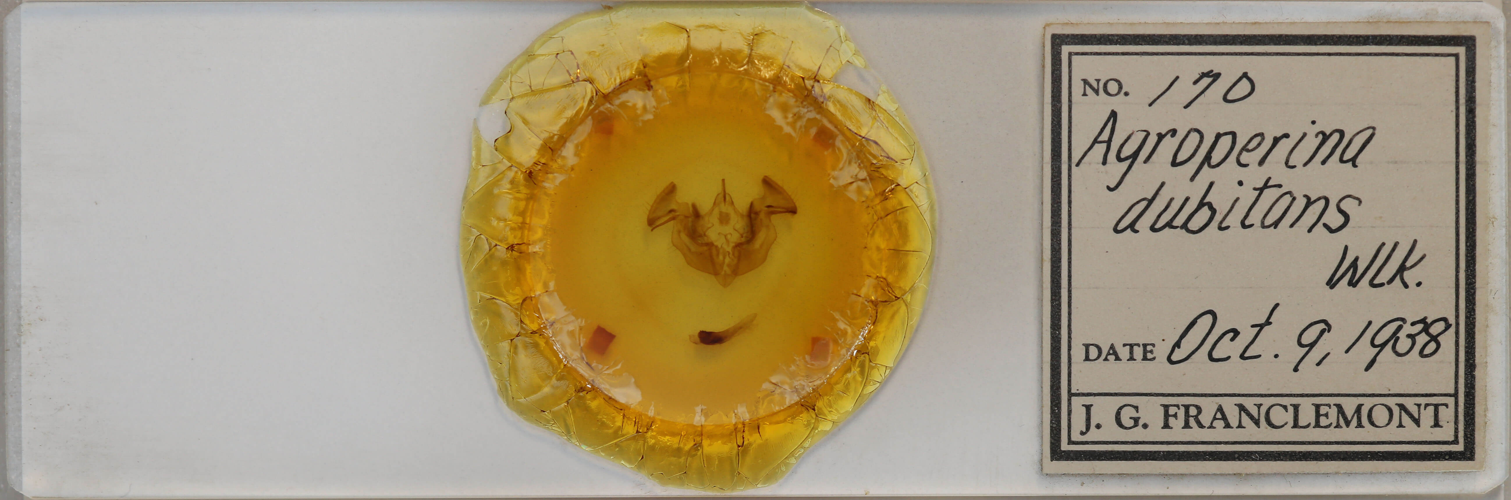 slide view of adult Apamea dubitans