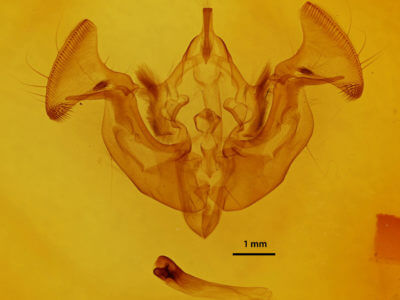 genitalia view of adult Apamea helva