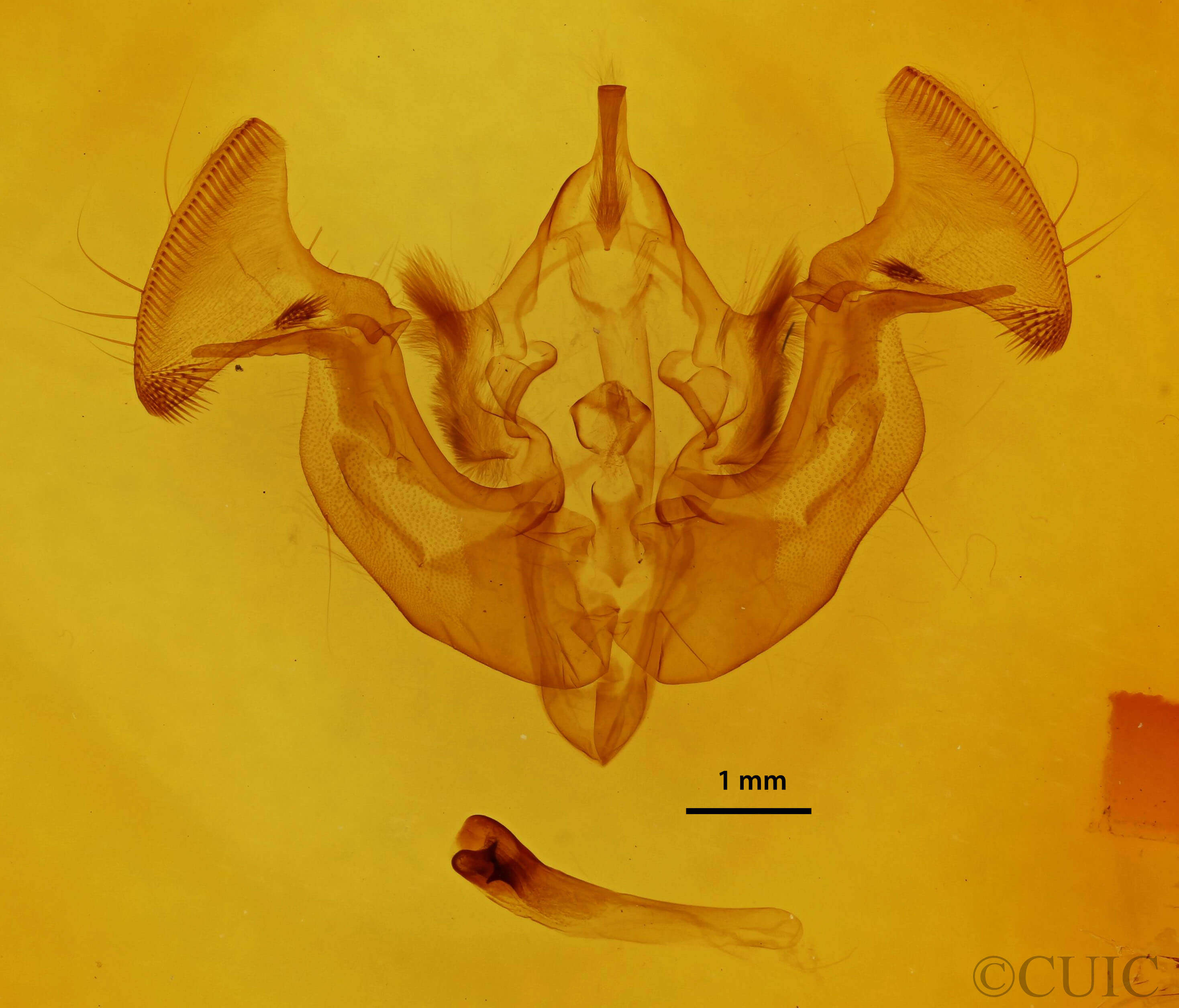 genitalia view of adult Apamea helva