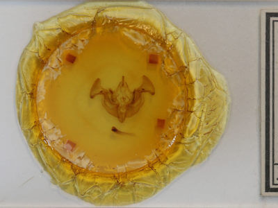 slide view of adult Apamea helva