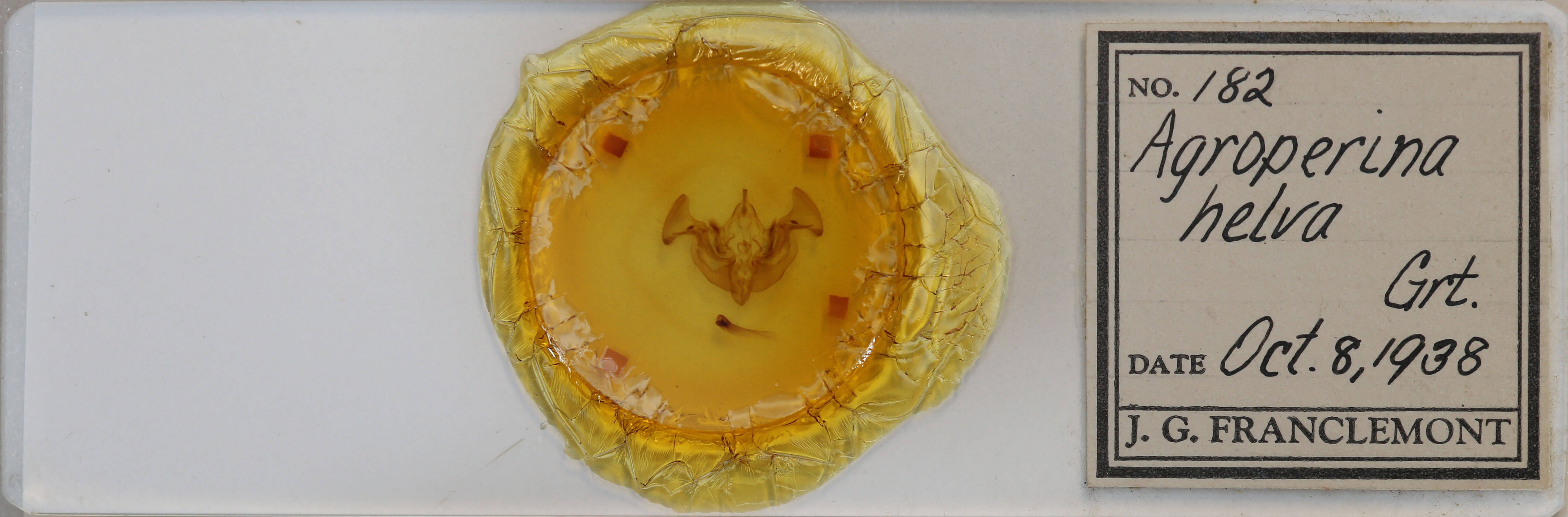 slide view of adult Apamea helva