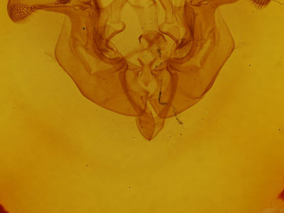 genitalia view of adult Apamea helva