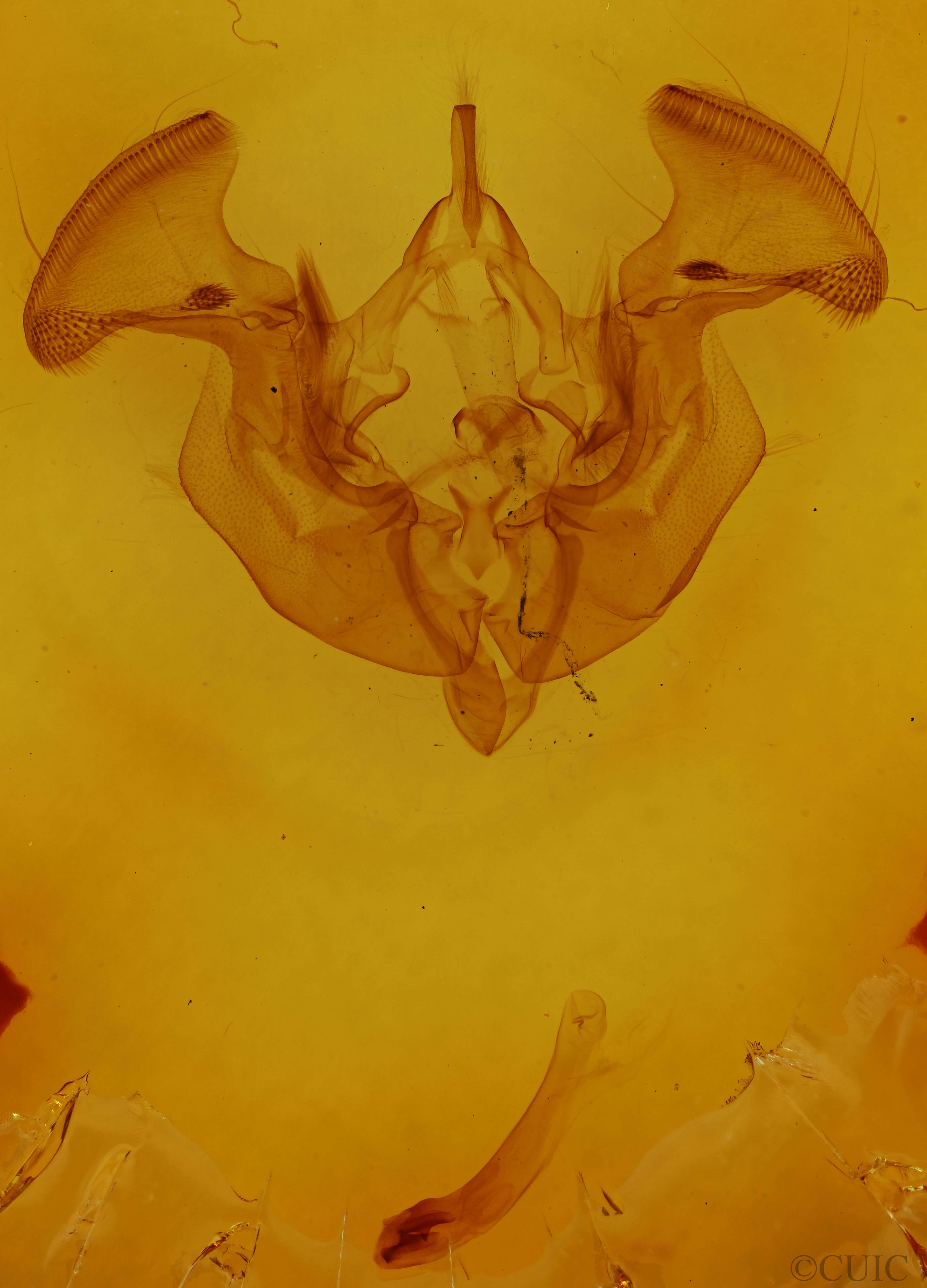 genitalia view of adult Apamea helva